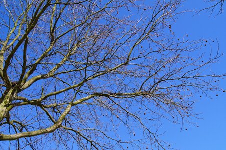 Tree sky blue photo