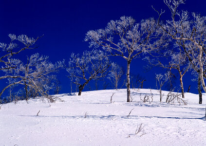 Snow covered trees under blue sky photo