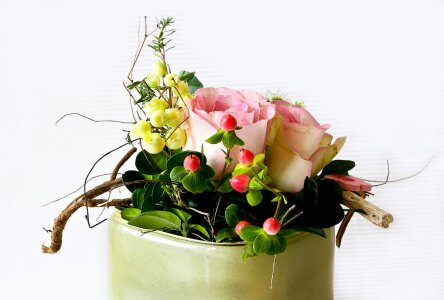 Plant nature rose