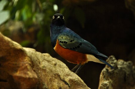 Birds animal nature
