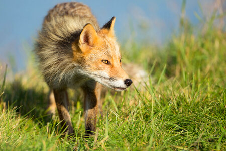 Red fox-1 photo