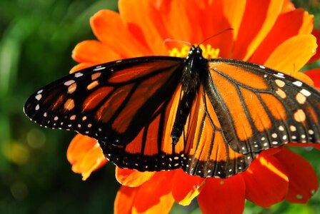Monarch butterflies blossoms photo