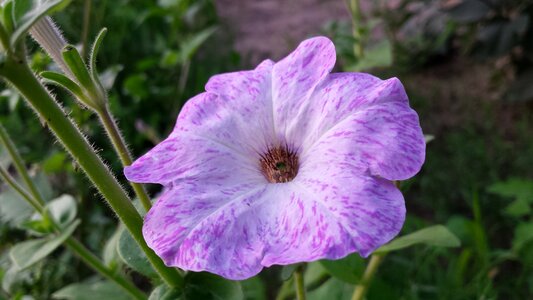 Summer flowers delicate flower nature