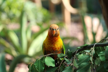 Parrot zoo bird