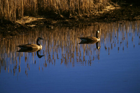 Canada geese on water photo