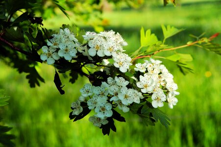 Bloom white branch
