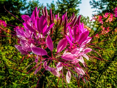 Bloom pink cleome spinosa