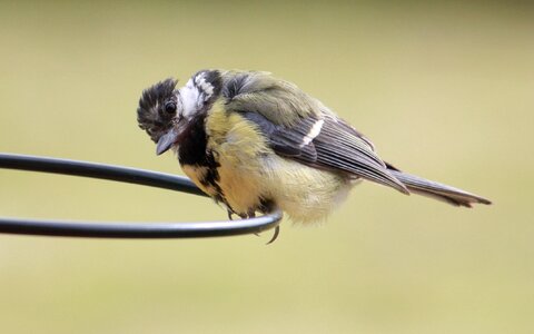 Garden outdoor wildlife photo