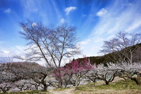 Sky plum blossoms white flowers photo