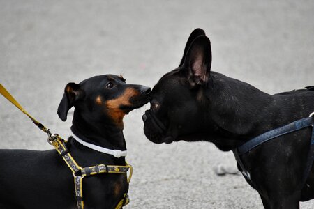 Black dogs head