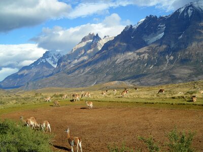 Alpacas mountains chile