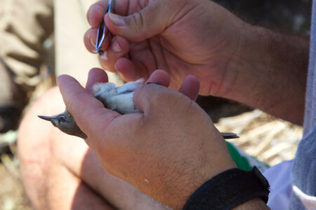 Nihoa Millerbird Translocation-2