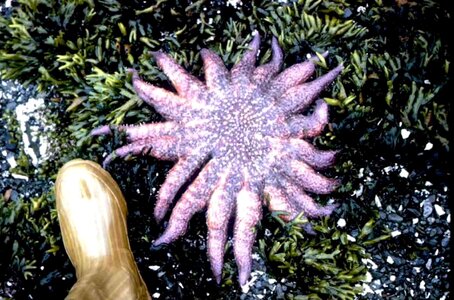 Starfish sunflower 