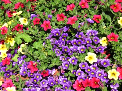 Colorful garden spring photo