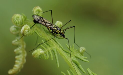 Animal arthropod beautiful image