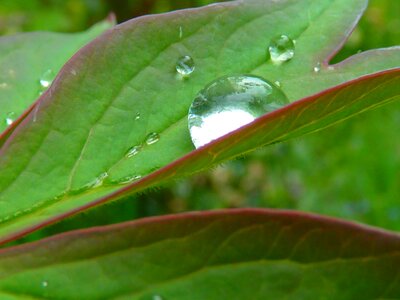 Close up green nature photo