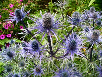 Blue flower flora