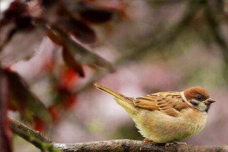 Tree songbird close up