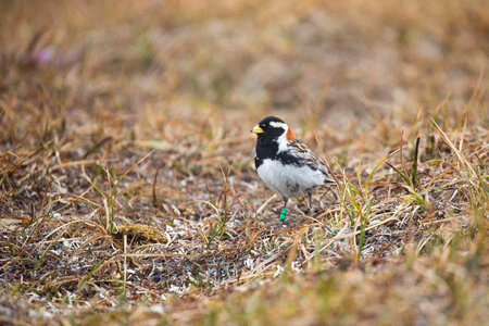 Banded Lapland Longspur photo