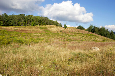 Red spruce restoration scenic
