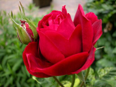 Flower rose red photo