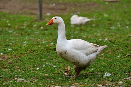 Plumage animal domestic goose photo