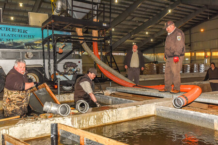 FWS employees prepare fish pump to load fish onto hatchery-1