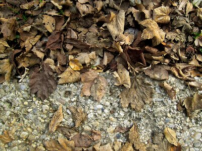 Asphalt autumn brown photo