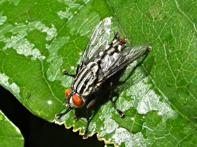 Nature wing bug photo