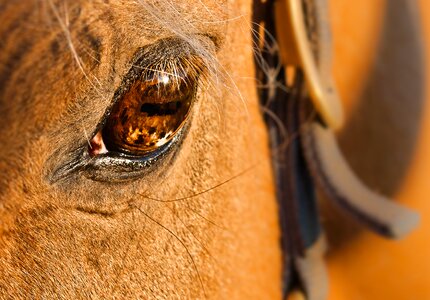 Horse head brown horse eye photo