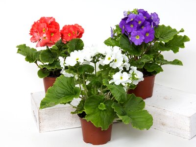 Houseplant red ornamental plant