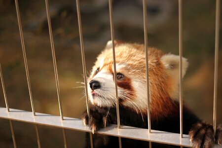 Red panda zoo cute animals photo