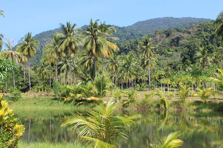 Thailand palm jungle photo