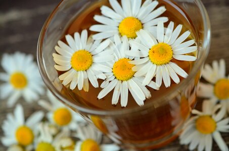 Herbal medicine medicinal herbs chamomile tea photo