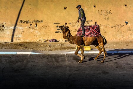 Animal camel people photo