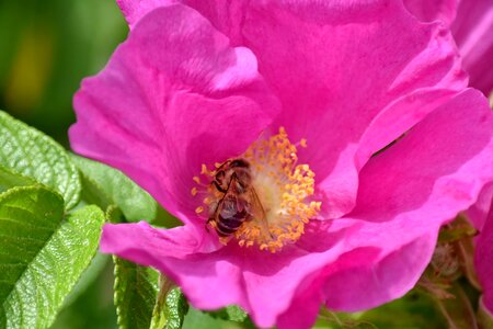 Bee flower bud flower garden