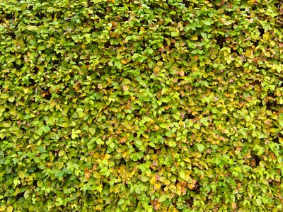 Carp hedge 