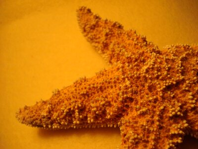 Starfish orange close up