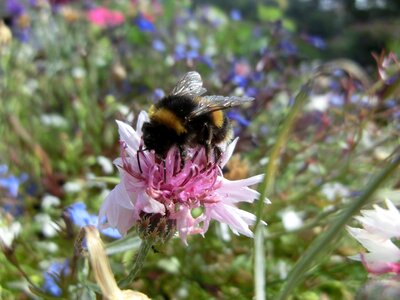 Bloom insect close up