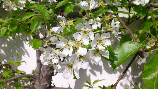 Fruit tree blossoming blossom bloom photo