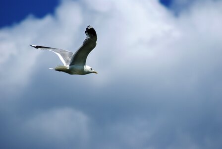 Seagull flying freedom