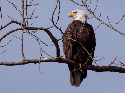 Bald Eagle resting on a perch photo