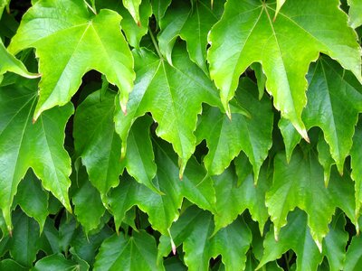 Greenery leaves plant