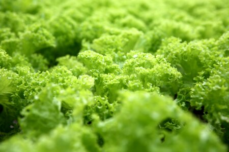 Fresh food healthy