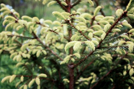 Green plant nature photo