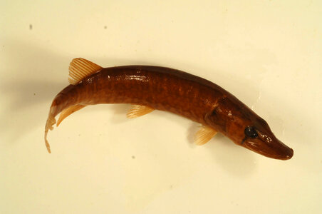 Esox americanus