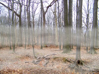 Forest winter dead photo