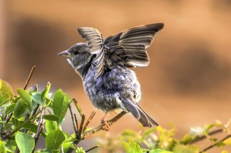 Summer nature background spring photo