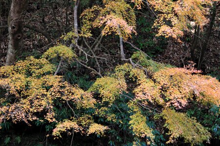 Autumn branch environment photo