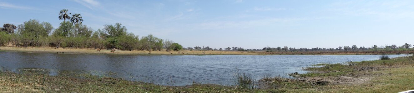 Lake landscape animals photo